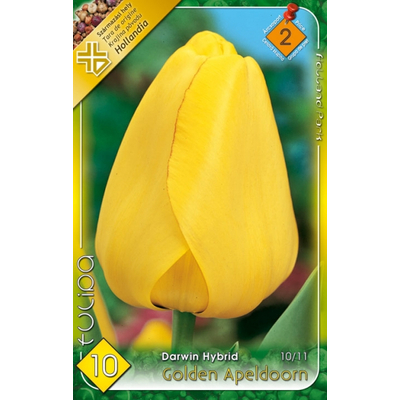 Tulipán virághagyma 10-db-os Golden Apedoorn