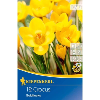 Kiepenkerl Crocus chrysanthus Goldilocks virághagymák 12db