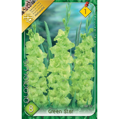 Kardvirág Gladiolus Green Star 8db/cs