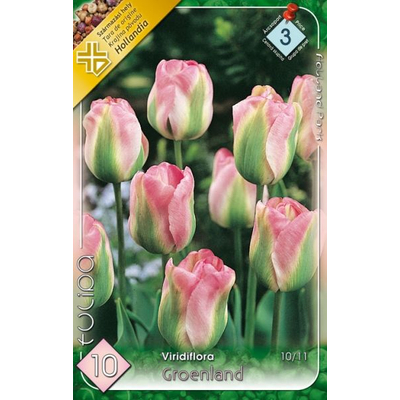 Tulipán virághagyma 10-db-os Groendland