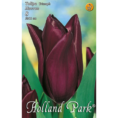Tulipán virághagyma 8-db-os Havran