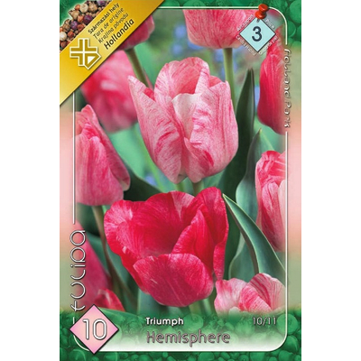 Tulipán virághagyma 10-db-os hemisphere