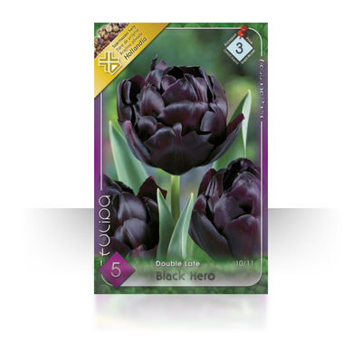 Tulipán virághagyma 5-db-os black hero