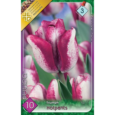 Tulipán virághagyma 10-db-os Hotpants