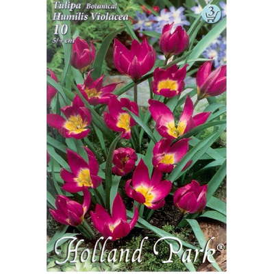 Tulipán virághagyma 10-db-os Humilis Violacea