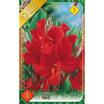 Canna virág Indica Red 1-db os
