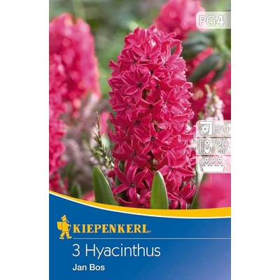 Kiepenkerl Hyacinthus Jan Bos jácinthagymák 3db