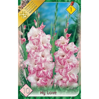Kardvirág Gladiolus   My Love 10db/cs
