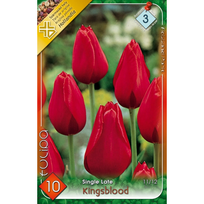Tulipán virághagyma 10-db-os Kingsblood