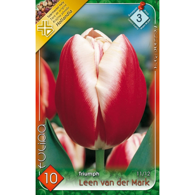 Tulipán virághagyma 10-db-os Leen van der Mark