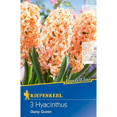 Kiepenkerl Hyacinthus Gipsy Queen jácint virághagymák 3db