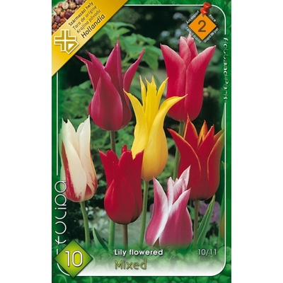 Tulipán virághagyma 10-db-os Lily flowered mixed