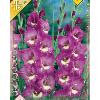 Kardvirág Gladiolus Maggie 10db/cs