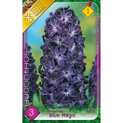 Jácint Virághagyma 3db-os Blue Magic