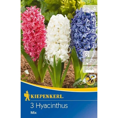 Kiepenkerl Hyacinthus Mischung jácint mix virághagymák 3db