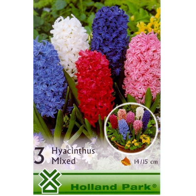 Jácint Virághagyma 3db-os Hyacinths mix