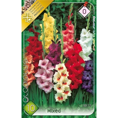 Kardvirág Gladiolus Mixed 10db/cs