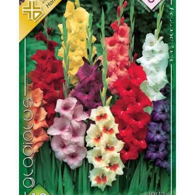 Kardvirág Gladiolus Mixed 50db/cs