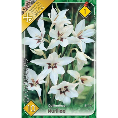 Kardvirág Gladiolus Muriliae 10-db