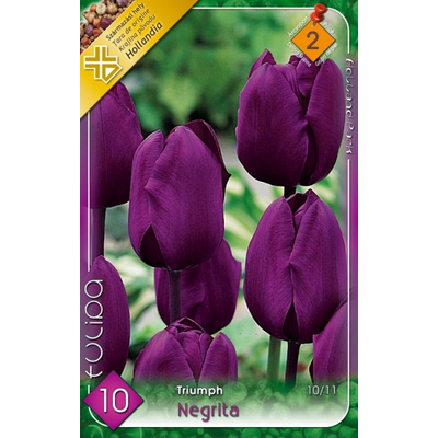 Tulipán virághagyma 10-db-os Negrita