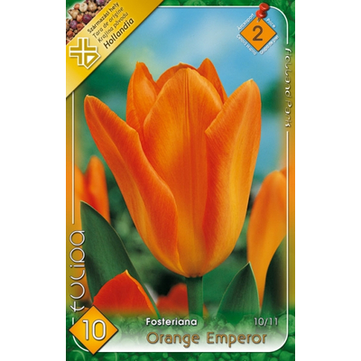 Tulipán virághagyma 10-db-os orange emperor