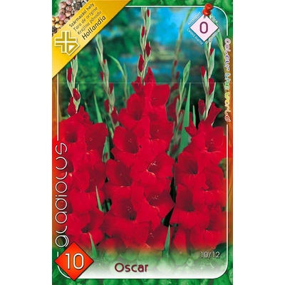 Kardvirág Gladiolus Oscar 10db/cs