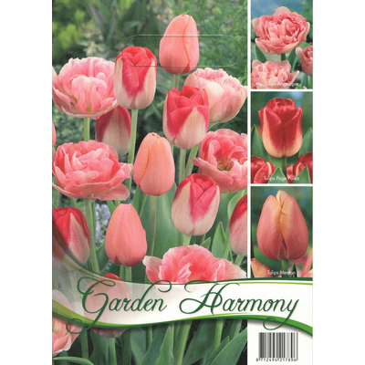 Tulipán virághagyma 18-db-os Pink