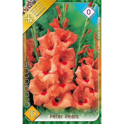 Kardvirág Gladiolus Peter Pears 10db/cs