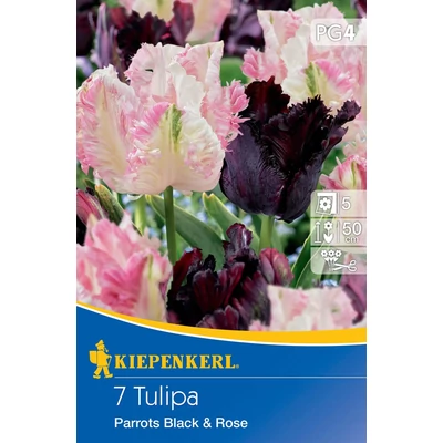 Kiepenkerl Parrots Black & WhiteRose papagájvirágú tulipánhagymák 7db