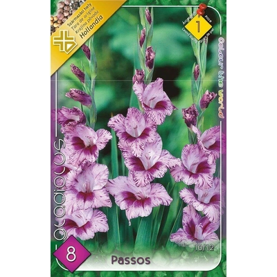 Kardvirág Gladiolus Passos 10db/cs