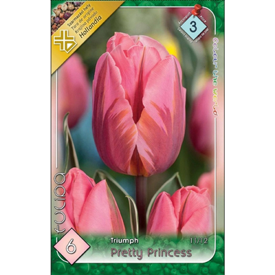 Tulipán virághagyma 6-db-os Pretty Princess