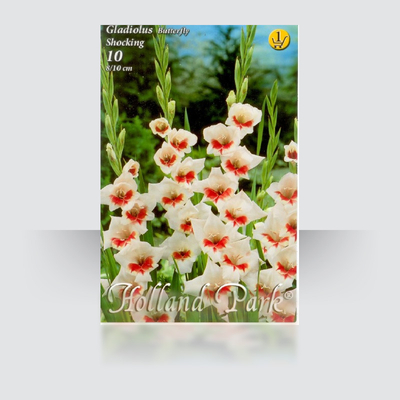 Kardvirág Gladiolus Shocking 10db/cs