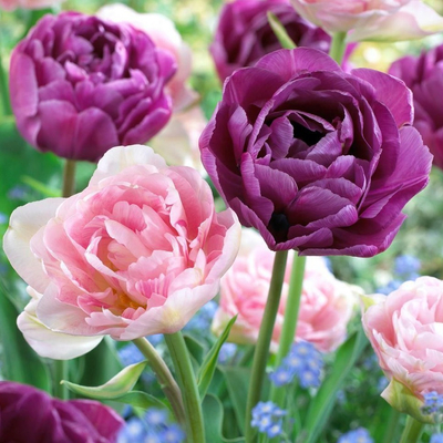 Tulipán virághagyma 10-db-os Duo  double purple pink