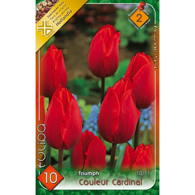 Tulipán virághagyma 10-db-os Coulerur Cardinál