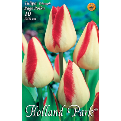 Tulipán virághagyma 10-db-os Page Polka