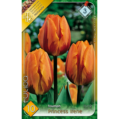 Tulipán virághagyma 10-db-os Pirincess Irene