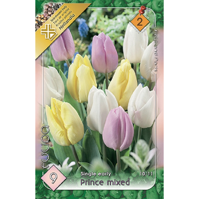Tulipán virághagyma 9-db-os Prince Mixed