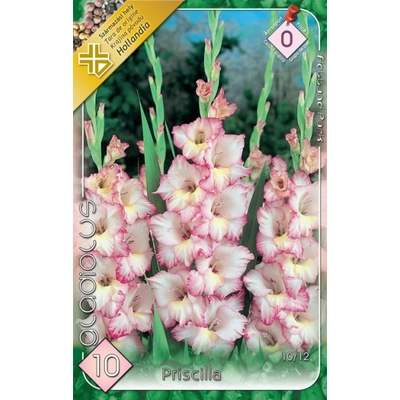 Kardvirág Gladiolus Priscilla10db/cs