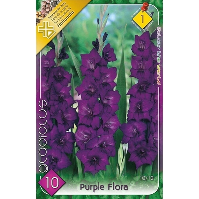 Kardvirág  Zantedeschia Purple Flora 1db/cs