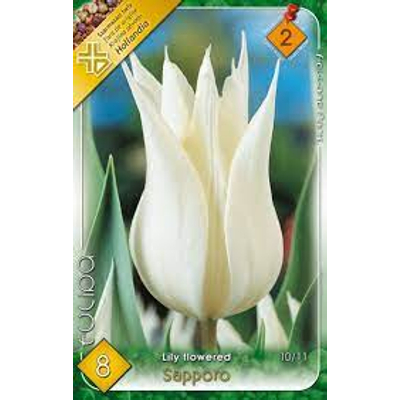 Tulipán virághagyma 8-db-os Lily Sapporo
