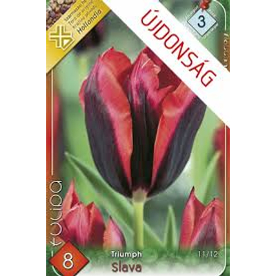 Tulipán virághagyma 8-db-os Slava