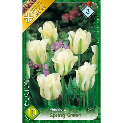 Tulipán virághagyma 10-db-os Spring Green