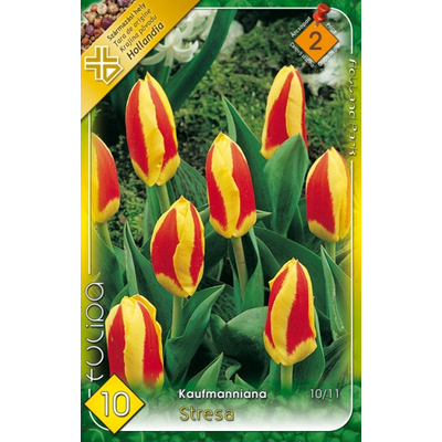 Tulipán virághagyma 10-db-os stresa
