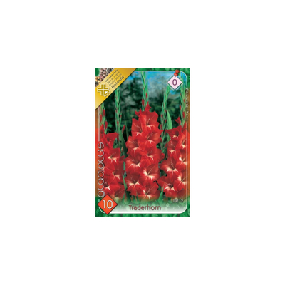 Kardvirág Gladiolus Traderhorn 10db/cs