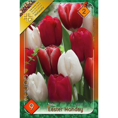 Tulipán virághagyma 9-db-os Trio Easter Monday