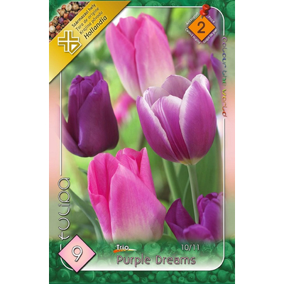 Tulipán virághagyma 9-db-os Trio Purple Dreams