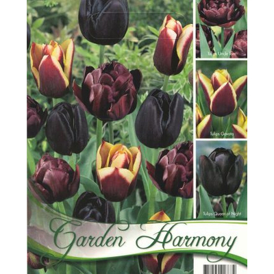 Tulipán virághagyma 18-db-os Fekete