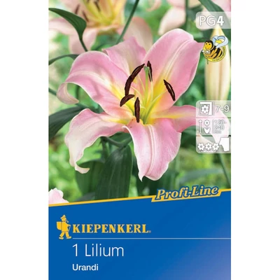 Kiepenkerl Profi-Line Liliom Urandi 1db