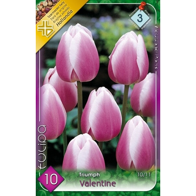 Tulipán virághagyma 10-db-os synaeda blue valentine