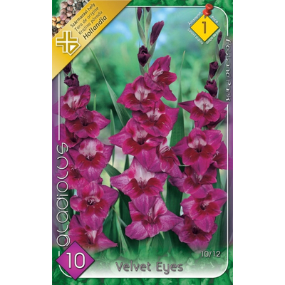 Kardvirág Gladiolus Velvet 10db/cs